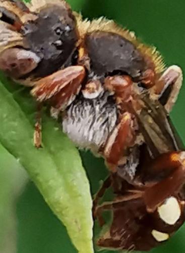 Nomada sp.